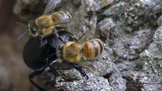 Des Abeilles chasse un Scarabée  superbe [upl. by Namrej]