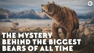 The Mystery Behind the Biggest Bears of All Time [upl. by Schaefer120]