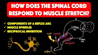 Spinal cord stretch reflex and muscle spindles [upl. by Tony]