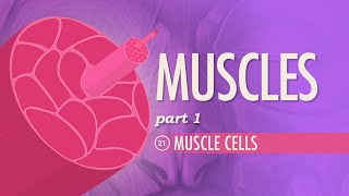 Muscles Part 1  Muscle Cells Crash Course Anatomy amp Physiology 21 [upl. by Urissa]