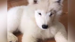 Cute samoyed pup gives hi fives [upl. by Vincents]