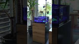 Small salt water aquarium 🪸 [upl. by Nostrebor]