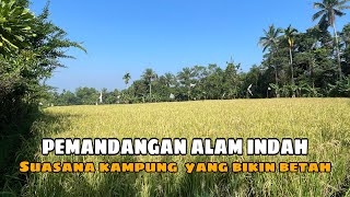 PEMANDANGAN ALAM YANG INDAH  Sawah Hijau di Babakan Panjang [upl. by Bainbrudge]