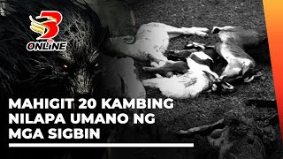 Mahigit 20 kambing nilapa umano ng mga sigbin sa Masbate [upl. by Dowling]