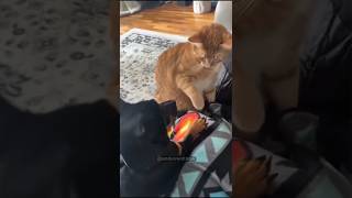 Cat vs dog so happy and funny 🤣🤣 shortsvideo funnypets shortsvideo funnyanimal animals [upl. by Gabler]