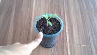 Menanam Biji Tomat Marglobe di Pot  Polybag  Update 2 [upl. by Esenaj]