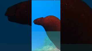 Alien Deep sea creature ocean wildlife [upl. by Othello955]