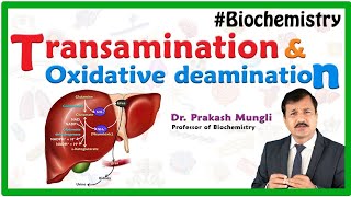 Transamination and oxidative deamination Animation  Biochemistry by Dr Prakash Mungli [upl. by Dobbins]