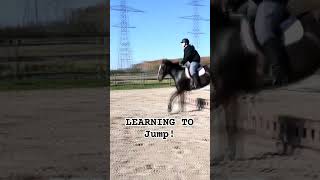 Our Harness Horse Cross Is Learning To Jump newdiscipline carhorse [upl. by Kosak]