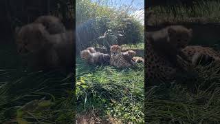 Cheetah gave birth to five new cubs in kruger national park cheetah lion shorts youtubeshorts [upl. by Siduhey]