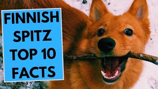 Finnish Spitz  TOP 10 Interesting Facts [upl. by Roz]