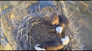 Fort St Vrain EaglesMa to the Nest with Food Pa Tries to Get some Ma is not Sharing 112524 [upl. by Annamarie]