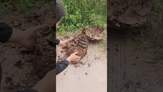 How to inspect a nest like a PRO insects hornet nature [upl. by Assilam698]