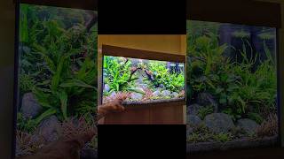 Easy Juwel Rio 125 Aquascape shorts [upl. by Llertnor]