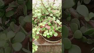 CrassulaKuber plant care shortvideo viralvideo plants gardening [upl. by Ennairam951]