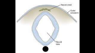 EMBRYOLOGY VI Neurulation Lets Make the Neural Tube amp Neural Crest Cells [upl. by Attenra263]