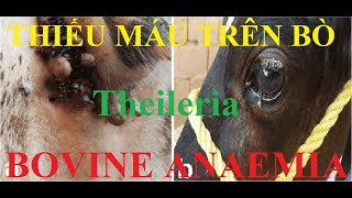 Thiếu máu trên bò  Bovine Anaemia  Theileria Eng sub [upl. by Ariaic]