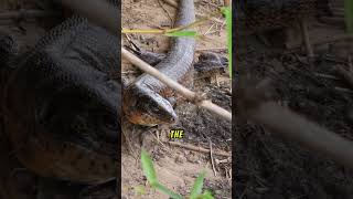 Komodo Dragon vs Anaconda Reptile power Struggle [upl. by Ahsenid]