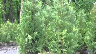 Buy Leyland Cypress Screening Trees [upl. by Hgielrebma]