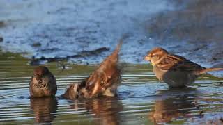 Italian Sparrow Passera dItalia Passer italiae [upl. by Azaleah]