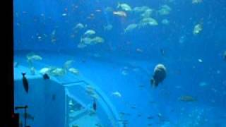 Okinawa Churaumi Aquarium Part11 New Version [upl. by Yelroc]