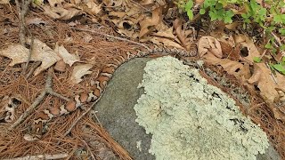 Eastern Milk Snake Encounter [upl. by Inahet]