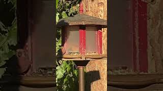 Nuthatch House Finch and Chickadees at feeder [upl. by Almat]