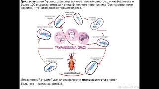 Трипаносомы Trypanosoma brucei rhodesiense et Trypanosoma cruzi [upl. by Samanthia]