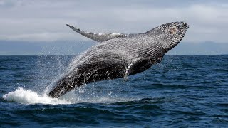 Todo sobre las BALLENAS en 10 minutos [upl. by Aicertal98]