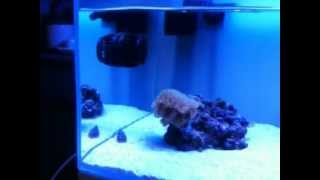 Rimless shallow sps nano reef tank [upl. by Andi]