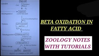 BETA OXIDATION OF FATTY ACID IN HINDI betaoxidation bsc2ndyearzoology enzyme zoology bsczoology [upl. by Nirroc]