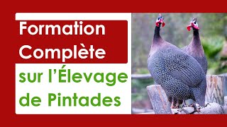 Élevage de Pintades LE GUIDE COMPLET POUR DÉBUTANT [upl. by Damian376]