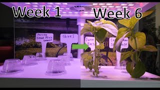 Timelapse of Basil and Parsley in IDOO Hydroponic Smart Garden [upl. by Odranoel]