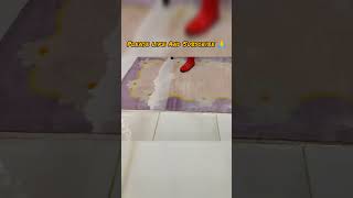 Carpet cleaningcarpet colour change like magic short trending carpet carpetcleaning asmr rug [upl. by Arbe]