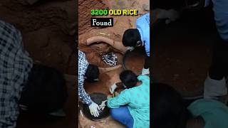 3200 Years old rice that can Change Books [upl. by Laughry]