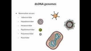 Virology 2013 Lecture 3  Genomes and genetics [upl. by Ymorej]