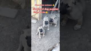 YAVRU KÖPEK SESİ  PUPPIES dog dogshorts dogs doglovers pet pets petsvlog shepherd puppy [upl. by Gaylor871]