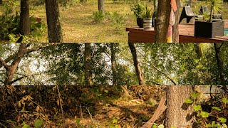 Forest Cinematic Anamorphic Test  SIRUI 35mm F18 133X S35 Anamorphic Lens  4k 24fps [upl. by Belanger]