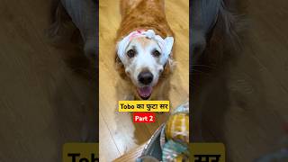 🐕Tobo का फुटा सर 🐶 PT 2  mini wood toywoodworking art skills  hand crafts shorts funny [upl. by Short828]