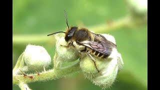 Tuinbladsnijder Megachile centuncularis mannetje [upl. by Hammer]