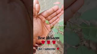 rose blossom 🌹🌹🌹gardening tipsorganic gardening kitchen Gardening plants lover [upl. by Hajar]