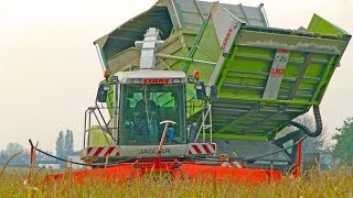 Claas Jaguar 900 Field Shuttle CSL  de Bruyne [upl. by Mandal483]