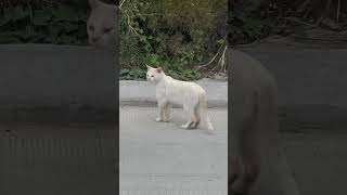 Gato blanco deambulando en una calle [upl. by Leckie]