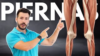 RUTINA de Ejercicios para PIERNAS Delgadas y Cuádriceps ¡Evitar la Sarcopenia Adulto Mayor [upl. by Weston]