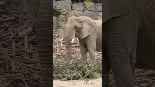 Schönbrunn Zoo Vienna Austria 🇦🇹 [upl. by Onstad]