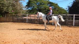 Cavalo Arabe ao trote flexionado Arabian Horse [upl. by Charlotta]