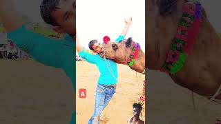 Maranki camel Batatkar yadavbrand2song yadavbrandson funny [upl. by Lewison653]