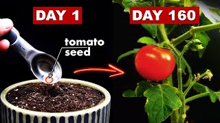 Growing TOMATOES 🍅 From Seed  160 Days Time Lapse [upl. by Annenn15]