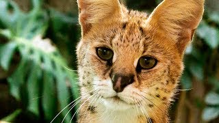 Dallas Zoos Serval Cat Makes Impressive Jump [upl. by Yaral]