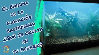 Puede la Floración Bacteriana Perjudicar Tu Acuario [upl. by Ahsenal]